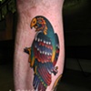 Parrot