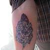 lilac