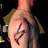 hummingbird