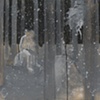 Second Year MFA: Forest Series