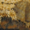  Monotypes