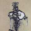 spine