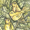 Yellow Birds