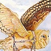 Owl Ballon 