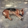 Perro