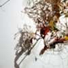 Rumination of Glitter and Glue