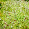 flowers.