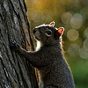 squirrel.
