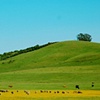 cows!