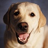 jacob's dog
