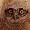 great horned owl fledgling. 