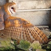barn owl