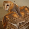 barn owl