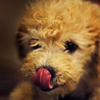 benny