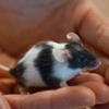 mouse baby