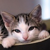 kittens!