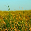 tall grass