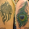 peacock coverup