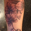 orchids