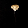 Poppy on Black: black eyed susan