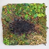Burn in the grass