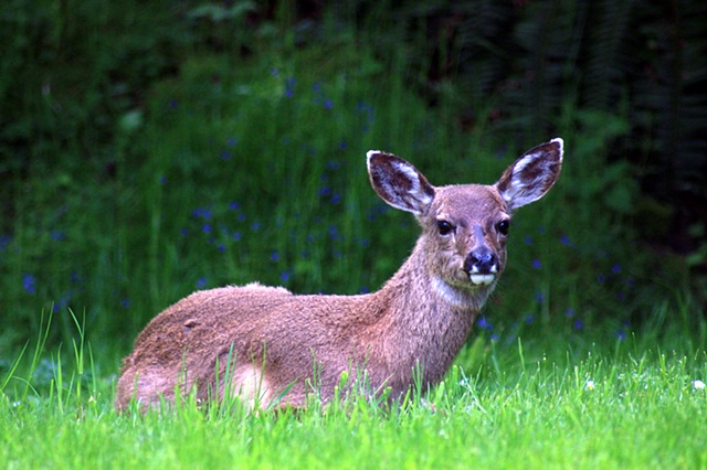 deer on my lawn