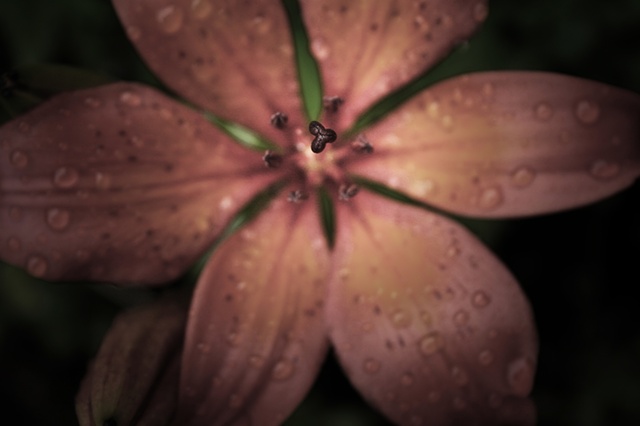 nature's innuendo III