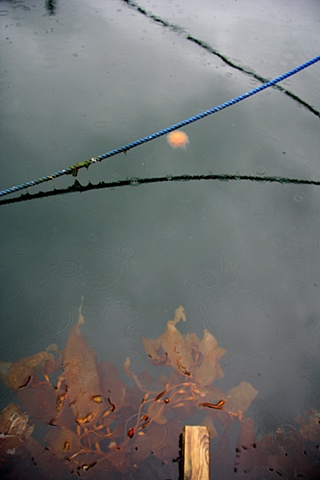 jellofish abstract with rope and seaweed