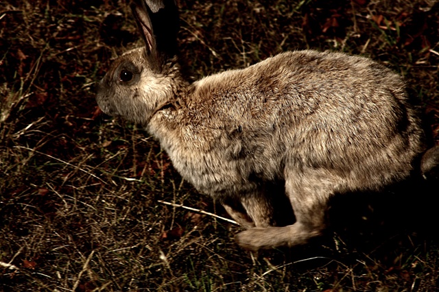 for watership down II
