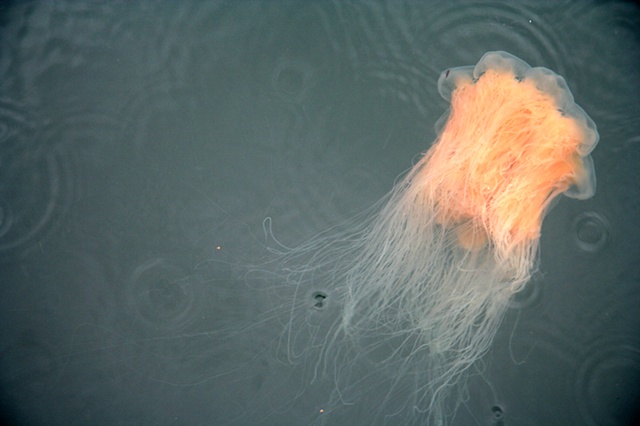jellofish exit stage left