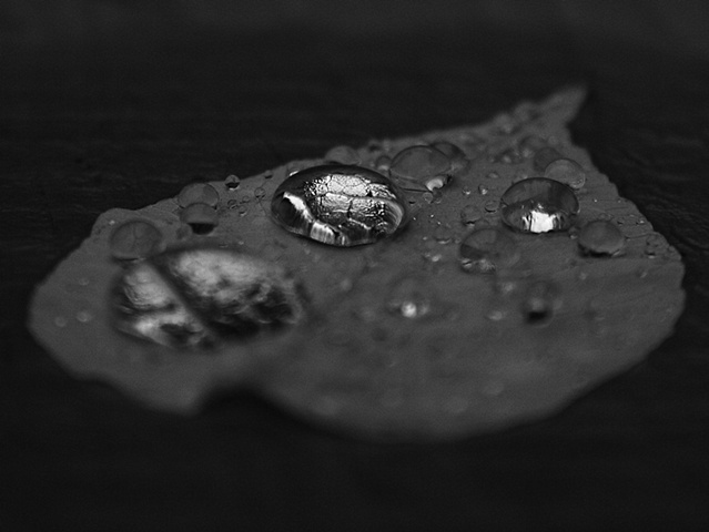 one leaf three (detail)