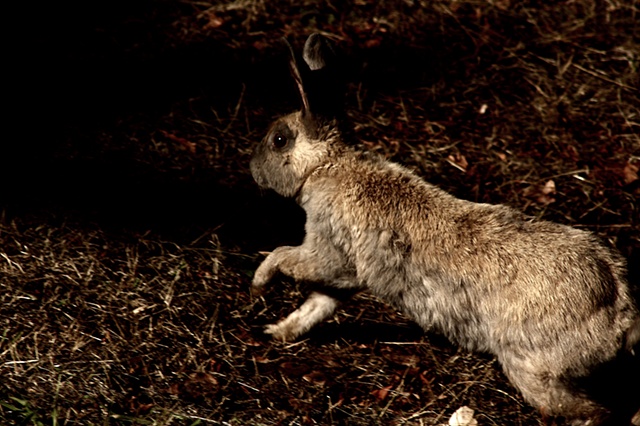 for watership down I