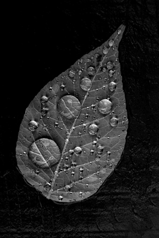 one leaf