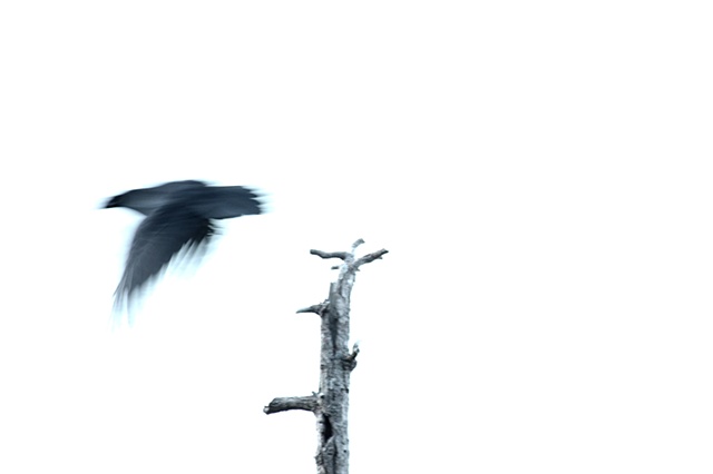as the other crow flies