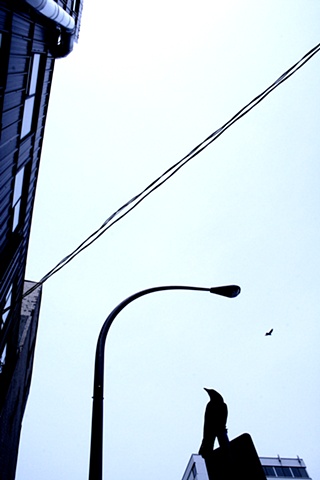 one for the crows