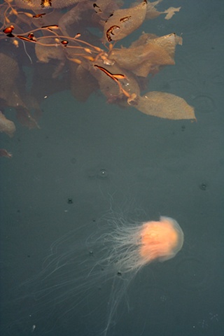 jellofish and the seaweedsies turn east