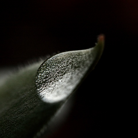 chicks & hens & little droplets too