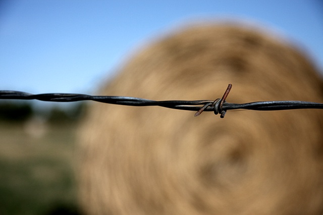 in the hay with barb