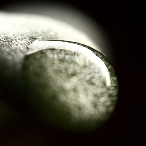 drop on succulent