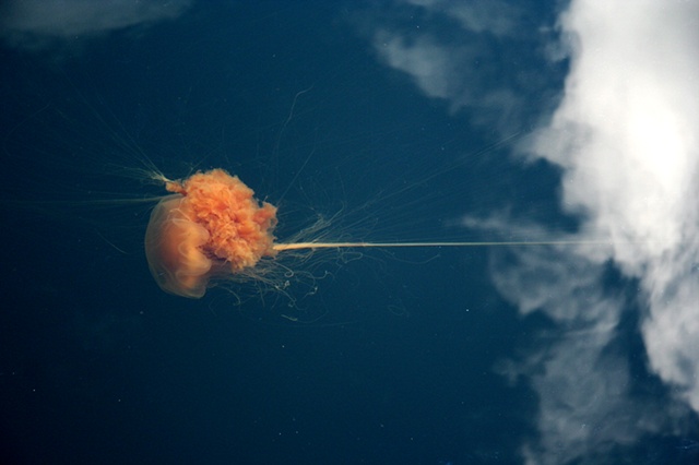 jellofish supernova