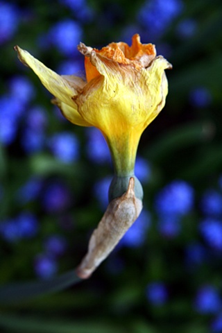 mellow yellow  and the blue impressionists