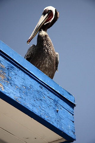 pelican on the roof
