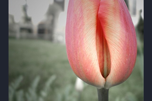 the artist's interpretation on nature's innuendo