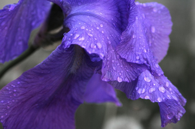 purple dew