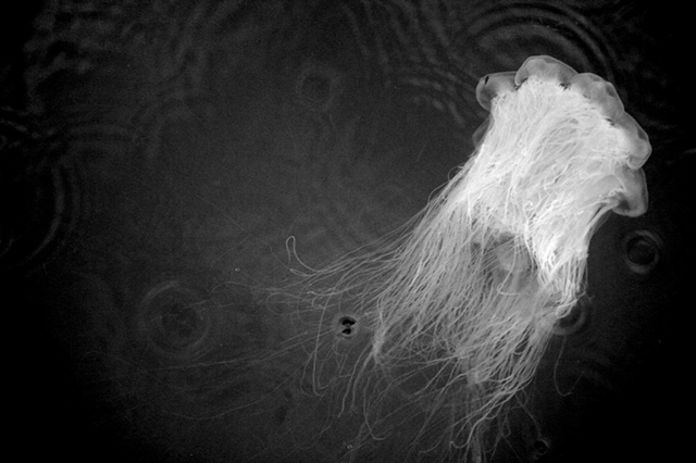 jellofish exit stage right (classical)