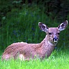 deer on my lawn