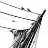 pirate pigeons 