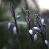 impressionism