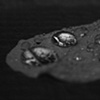 one leaf three (detail)