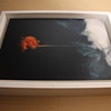 Jellofish Jupernova - Box-hung

